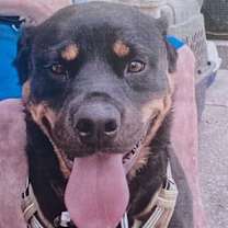 Thumbnail photo of Wrecks #2