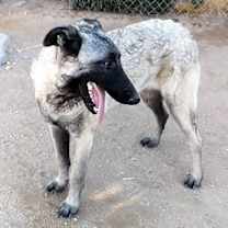 Thumbnail photo of Paprika - of the Belgian Malinois x family #1