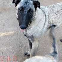 Thumbnail photo of Paprika - of the Belgian Malinois x family #2