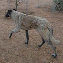 Thumbnail photo of Paprika - of the Belgian Malinois x family #3