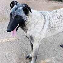 Thumbnail photo of Paprika - of the Belgian Malinois x family #4