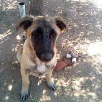 Thumbnail photo of Basil - of Belgian Malinois family - ** #1