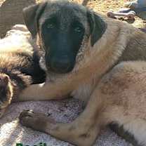 Thumbnail photo of Basil - of Belgian Malinois family - ** #2