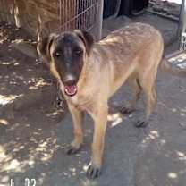 Thumbnail photo of Basil - of Belgian Malinois family - ** #3