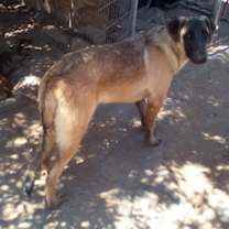 Thumbnail photo of Basil - of Belgian Malinois family - ** #4