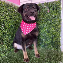 Thumbnail photo of Princess #4