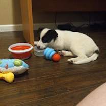 adopt-pet