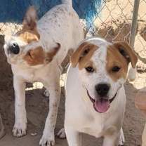 Thumbnail photo of TIMMY #3