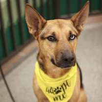 Thumbnail photo of Riley D5145 (was Lyle) #1