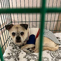 Thumbnail photo of Pugsley #1