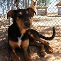 Thumbnail photo of Casey #2