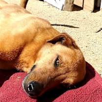 Thumbnail photo of Buster - ** #4