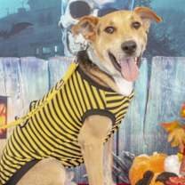 Thumbnail photo of Gonzo #1