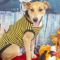 Thumbnail photo of Gonzo #2