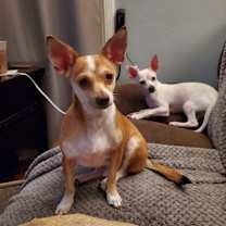 Thumbnail photo of Lil Man #1