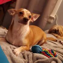 Thumbnail photo of Lil Man #2