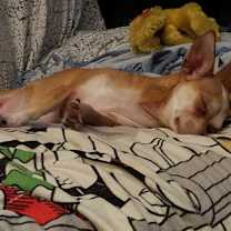 Thumbnail photo of Lil Man #3