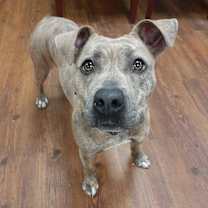 Thumbnail photo of Dottie #2