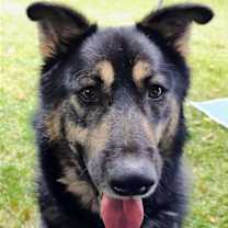 Thumbnail photo of Woofie #4