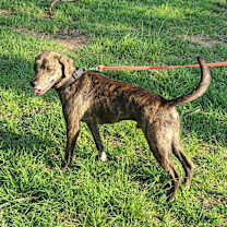 Thumbnail photo of Jocko #2