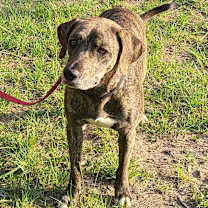 Thumbnail photo of Jocko #3