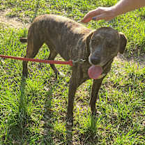 Thumbnail photo of Jocko #4