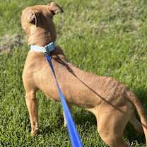 Thumbnail photo of Scooby #3