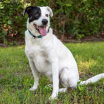 Thumbnail photo of Penny #1