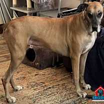 Thumbnail photo of Bruno #1