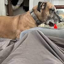 Thumbnail photo of Bruno #2