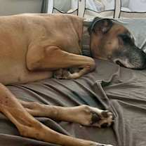 Thumbnail photo of Bruno #4