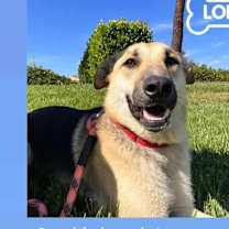 Thumbnail photo of Lolo #1