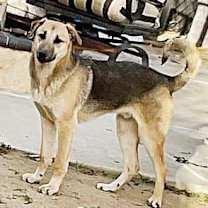 Thumbnail photo of Lolo #2