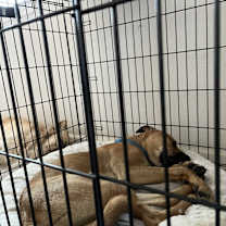 Thumbnail photo of Kiki #3