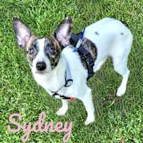 Thumbnail photo of SYDNEY #2