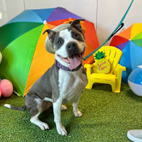 adopt-pet