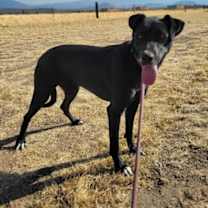 Thumbnail photo of Ronnie #4