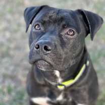 Thumbnail photo of Diesel Patino #1