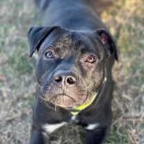 Thumbnail photo of Diesel Patino #4