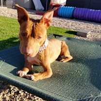 adopt-pet