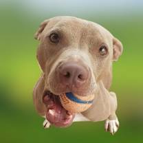 adopt-pet