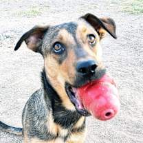 adopt-pet