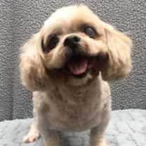 Thumbnail photo of Mickey #1