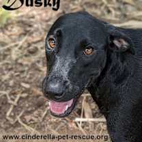 Thumbnail photo of Dusky #1