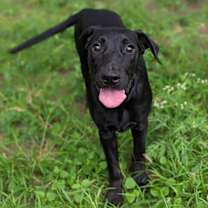 Thumbnail photo of Dusky #2