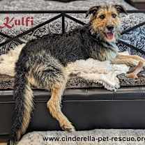 Thumbnail photo of Kulfi #1