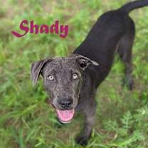 Thumbnail photo of Shady #1