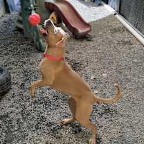 Thumbnail photo of Maple #3