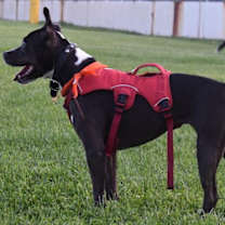 Thumbnail photo of Ella #3