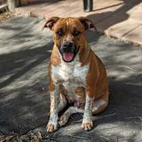 Thumbnail photo of Petunia #3